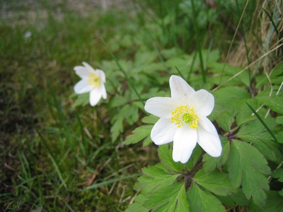 Vitsippor  
  
2010-05-02 119  
Granudden  
Färjestaden  
Öland