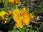 Primula  
  
2010-05-02 093