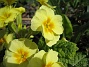 Primula  
  
2010-05-02 096