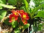 Primula  
  
2010-05-02 106