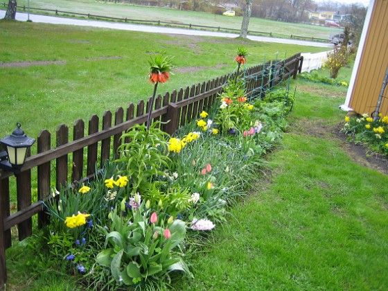 Granudden  
Här skulle jag i normala fall ha tagit massor av bilder på Kejsarkronor, Hyacinter och Narcisser.  
2010-05-08 006  
Granudden  
Färjestaden  
Öland