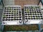 Jag har ca 50 stycken Solhattar, som snart skall planteras om. (2010-05-08 003)