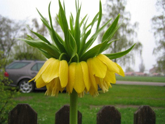 Kejsarkrona  
  
2010-05-15 009  
Granudden  
Färjestaden  
Öland