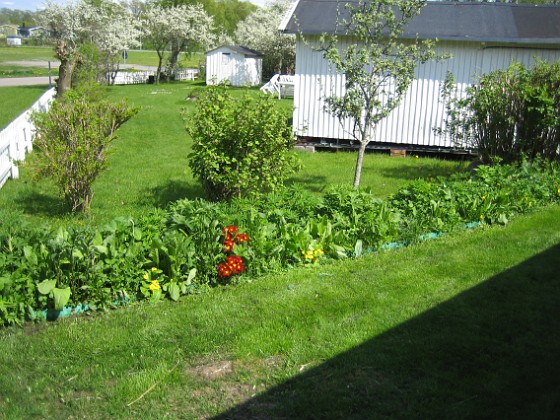 Bakgården  
  
2010-05-23 014  
Granudden  
Färjestaden  
Öland