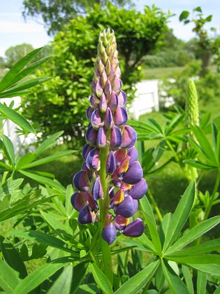 Lupin  
  
2010-06-06 IMG_0054  
Granudden  
Färjestaden  
Öland