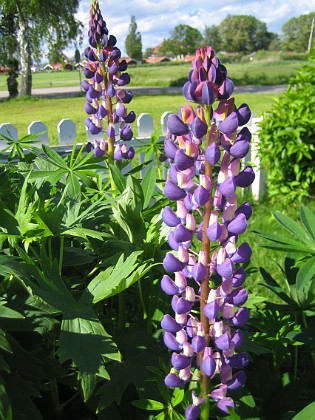 Lupin  
  
2010-06-12 IMG_0098  
Granudden  
Färjestaden  
Öland