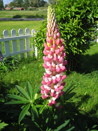 Lupin  
  
2010-06-12 IMG_0099  
Granudden  
Färjestaden  
Öland