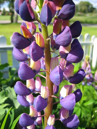 Lupin  
  
2010-06-12 IMG_0103  
Granudden  
Färjestaden  
Öland