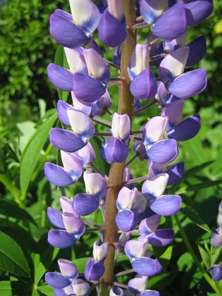 Lupin  
  
2010-06-12 IMG_0105  
Granudden  
Färjestaden  
Öland