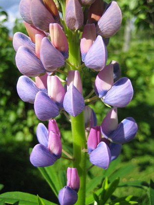 Lupin  
  
2010-06-12 IMG_0106  
Granudden  
Färjestaden  
Öland