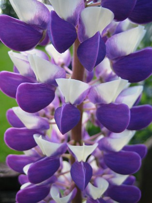 Lupin  
  
2010-06-19 IMG_0023  
Granudden  
Färjestaden  
Öland