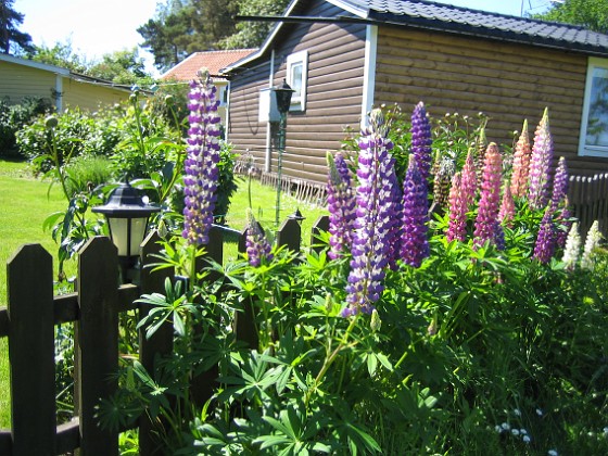 Granudden  
Regnbågslupin kallas den - dvs naturens alla färgkombinationer.  
2010-06-24 IMG_0002  
Granudden  
Färjestaden  
Öland