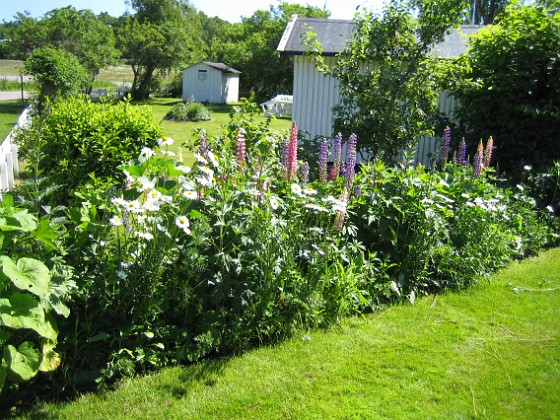 Bakgården 
Här har jag också satt Lupiner, men även många anda växter. Min egen lilla sommaräng!