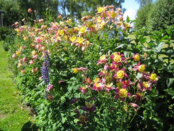 Pastellackleja  
  
2010-06-24 IMG_0024  
Granudden  
Färjestaden  
Öland