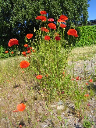 Vallmo  
  
2010-06-24 IMG_0036  
Granudden  
Färjestaden  
Öland