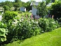 Här har jag också satt Lupiner, men även många anda växter. Min egen lilla sommaräng! (2010-06-24 IMG_0005)