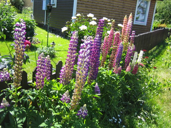 Lupiner  
  
2010-06-27 IMG_0042  
Granudden  
Färjestaden  
Öland