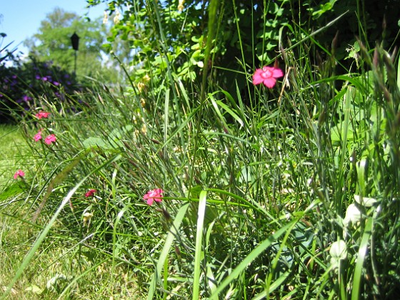 Backnejlika  
  
2010-06-27 IMG_0077  
Granudden  
Färjestaden  
Öland