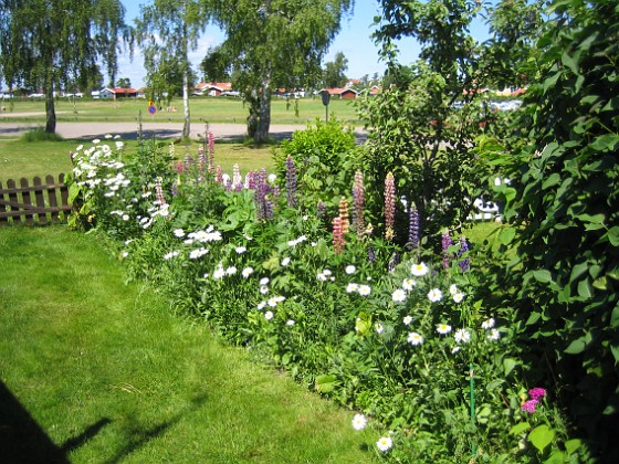 Bakgården  
  
2010-06-27 IMG_0086  
Granudden  
Färjestaden  
Öland