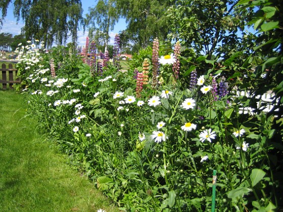 Bakgården  
  
2010-06-27 IMG_0087  
Granudden  
Färjestaden  
Öland