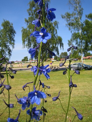 Riddarsporre  
  
2010-07-03 IMG_0026  
Granudden  
Färjestaden  
Öland