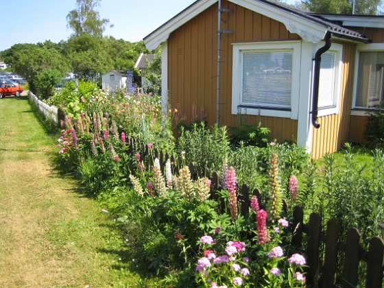 Lupiner  
  
2010-07-03 IMG_0029  
Granudden  
Färjestaden  
Öland