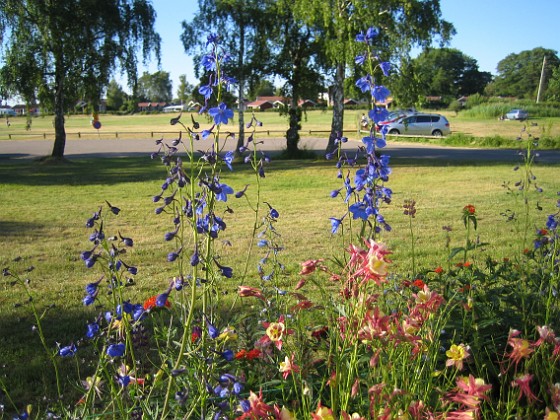 Riddarsporre  
  
2010-07-04 IMG_0020  
Granudden  
Färjestaden  
Öland