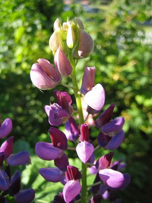 Lupin  
  
2010-07-04 IMG_0032  
Granudden  
Färjestaden  
Öland