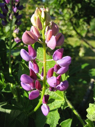 Lupin {  } 