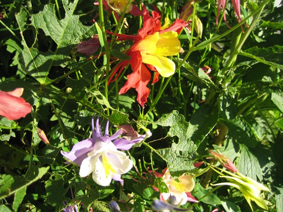 Akleja  
  
2010-07-04 IMG_0052  
Granudden  
Färjestaden  
Öland