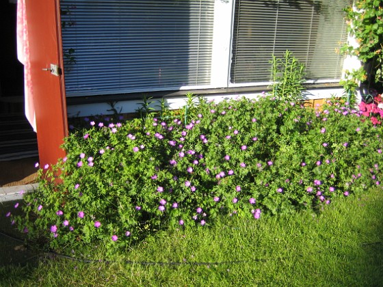   
2010-07-04 IMG_0083  
Granudden  
Färjestaden  
Öland