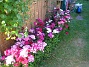 (2010-07-04 IMG_0041)
