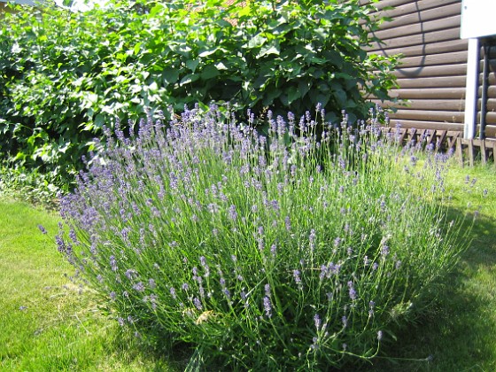 Lavendel