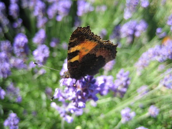 Lavendel, Fjäril