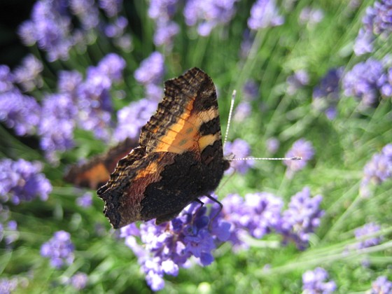 Lavendel, Fjäril