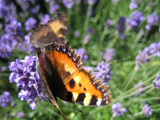 Lavendel, Fjäril {  } 