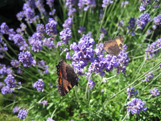 Lavendel, Fjäril 
