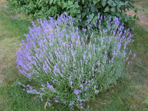 Lavendel {  } 