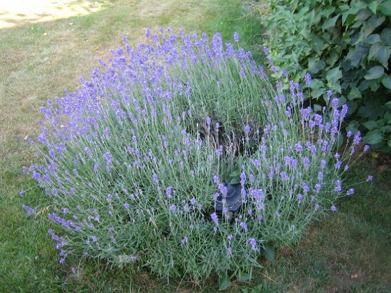 Lavendel  
  
2010-07-15 IMG_0043  
Granudden  
Färjestaden  
Öland