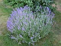 Lavendel  
  
2010-07-15 IMG_0042