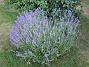 Lavendel