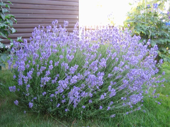 Lavendel {  } 