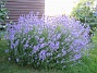 Lavendel