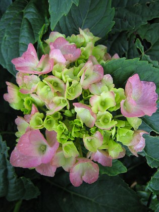 Hortensia {  } 