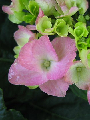 Hortensia  
  
2010-07-29 IMG_0015  
Granudden  
Färjestaden  
Öland