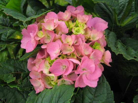 Hortensia