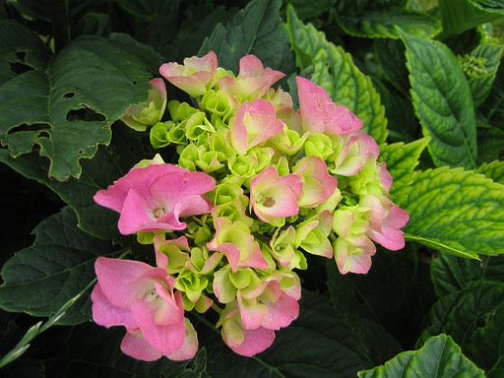 Hortensia 
