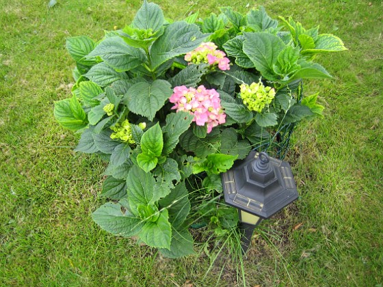 Hortensia  
  
2010-08-01 IMG_0030  
Granudden  
Färjestaden  
Öland