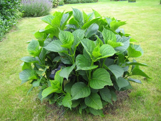 Hortensia  
  
2010-08-01 IMG_0031  
Granudden  
Färjestaden  
Öland