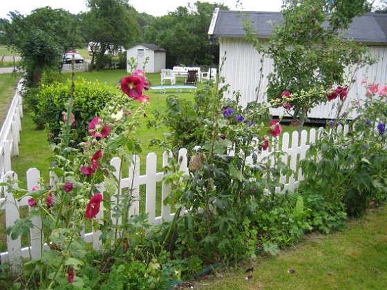 Stockros  
  
2010-08-01 IMG_0067  
Granudden  
Färjestaden  
Öland